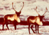 [two caribou on the land]