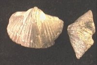 Platystrophia fossil