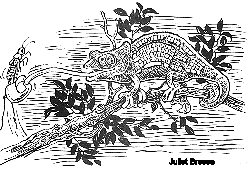 Computer Iguana:Illustration by Juliet Breese