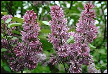 'Prince of Wales Lilac'
