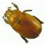 Scarabaeidae.html