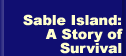 Sable Island: A story of survival