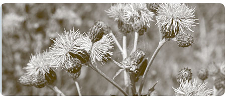 Canada thistle(Cirsium arvense) Mary Ellen (Mel) Harte www.bugwood.org