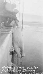 Photograph: Hoisting a polar bear aboard the "Arctic"