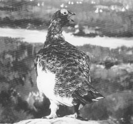 ptarmigan