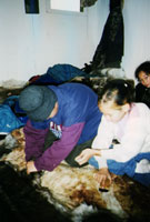 Scraping Caribou Hide