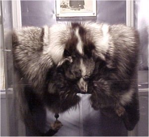 A Silver Fox Pelt from The Alberton Museum