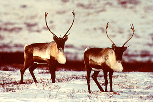 two caribou on the land with wind swept manes