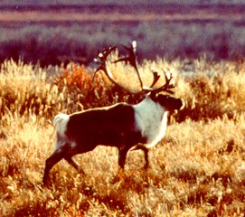 picture of a caribou in the summertime