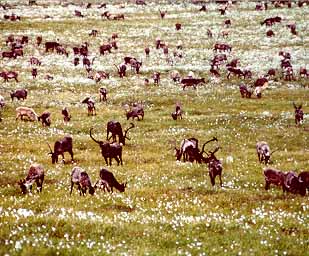 picture of herd of caribou in arctic cotton