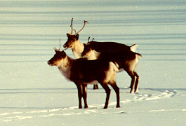 picture of caribou on the land in the winter