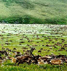 picture  of  herd caribou
