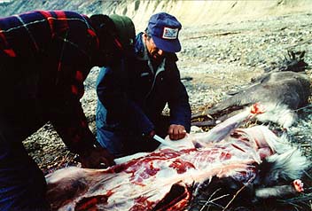 picture of two men skinning a caribou