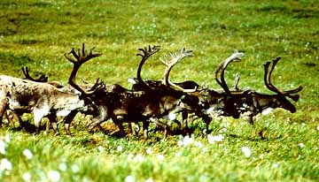 picture of herd of caribou in the summer