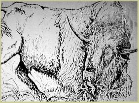 Pic of a Drawing of a Buffalo