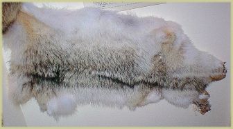 pic of an animal pelt