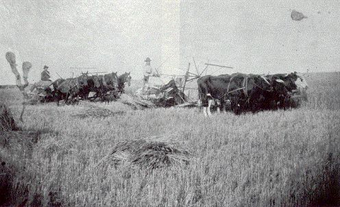 Picture of Akhurst & Walden harvesting
