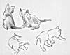Sketch of cats