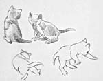 Sketch of cats.