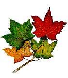 Images of autumn leaves