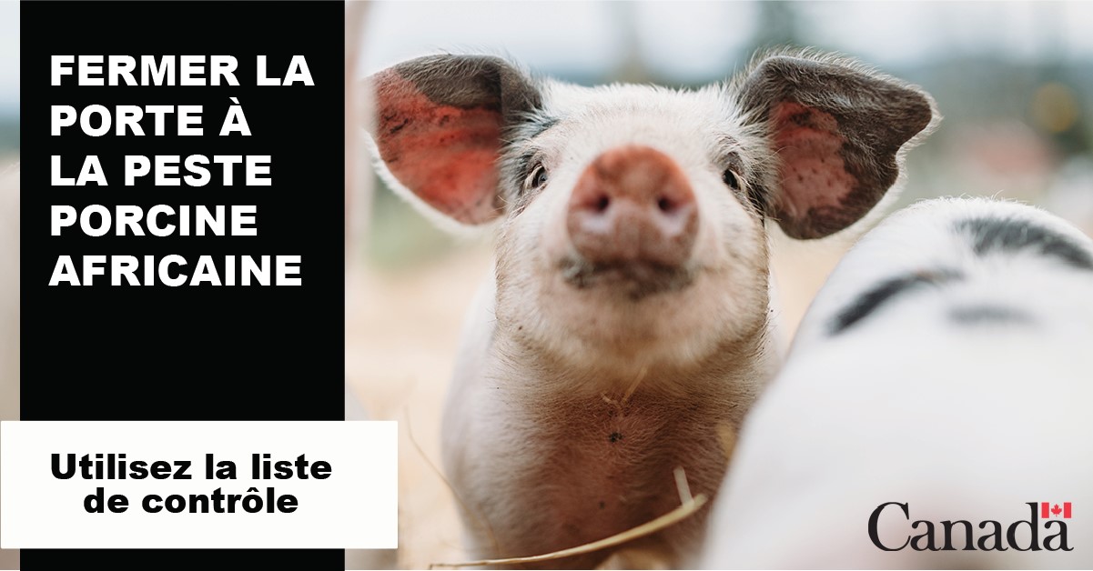 Photo - Une photo utilisée pour une publicité en ligne qui dit « Fermez la porte à la peste porcine africaine. Utilisez la liste de contrôle. » Description follows.