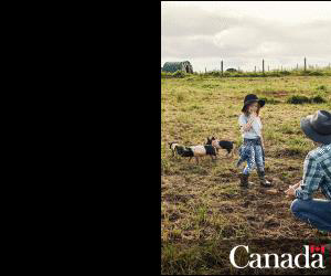 A photograph of a man and a little girl in a pig farm. The text at the bottom-right corner reads, “Canada.”