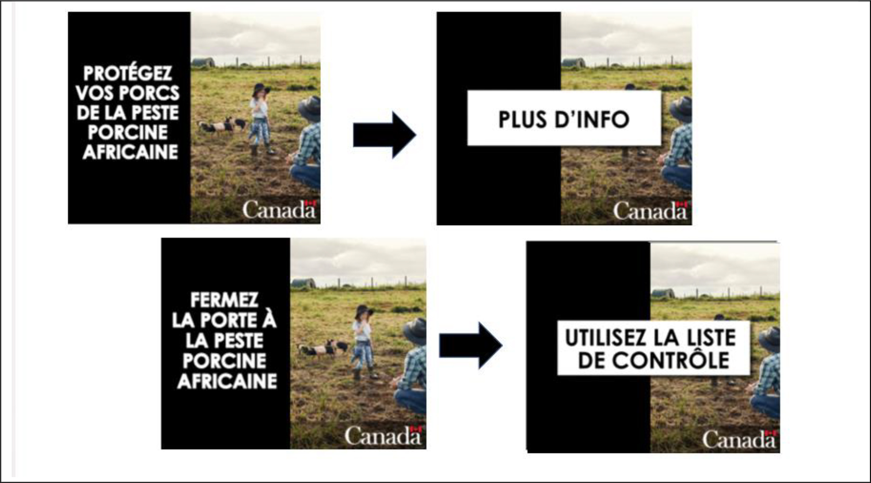 Quatre figures représentent les concepts de sensibilisation à la peste porcine africaine.