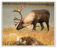 A deer standing in tall grass near water

Description automatically generated