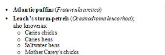 	Atlantic puffins (Fratercula arctica)
	Leachs storm-petrels (Oceanodroma leucorhoa); 
also known as:
o	Caries chicks
o	Caries hens
o	Saltwater hens
o	Mother Careys chicks
