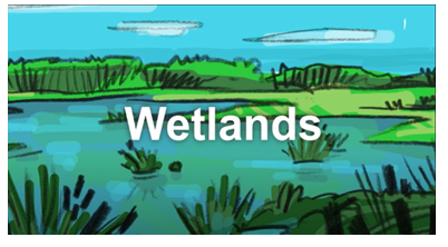 A picture of a marsh. The word wetlands is shown on the screen.