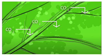 A close-up picture of a tree leaf. The symbol for carbon dioxide, CO2, appears several times on top of the leaf, with arrows pointing down into the leaf