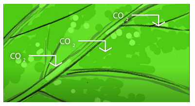 Une image en gros plan d’une feuille d’arbre. Le symbole du dioxyde de carbone, CO<sub>2</sub>, apparaît plusieurs fois sur le dessus de la feuille, avec des flèches pointant vers le bas dans la feuille