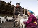 Image number 3: two adults with sheep.