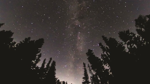 A starry sky with trees