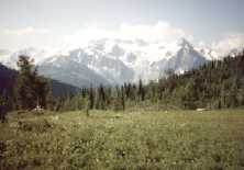 alpine meadow