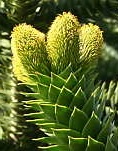 Araucaria