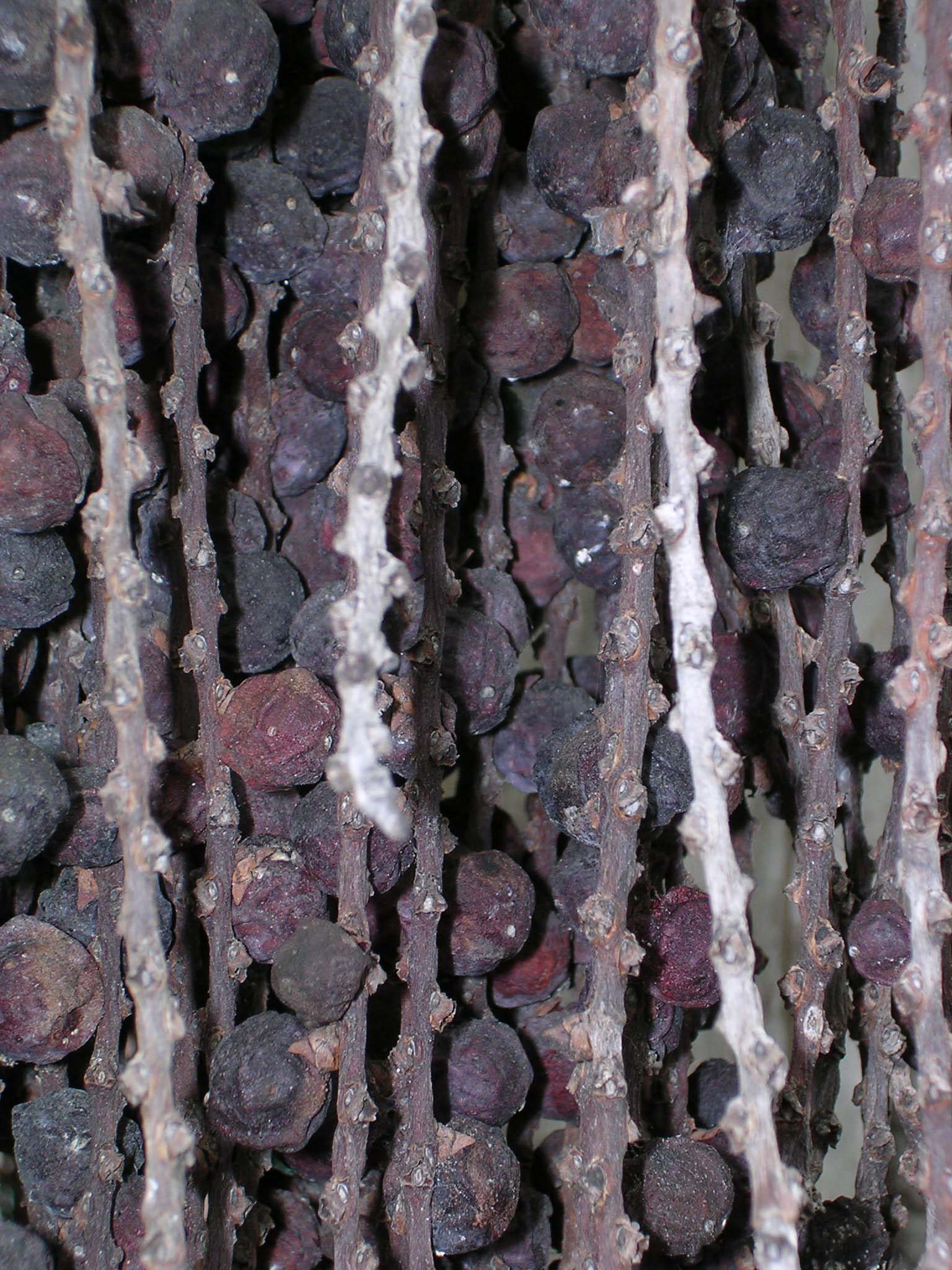 palm fruit image