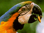 macaw