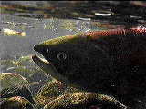 sockeye