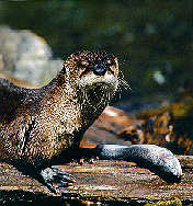 otter