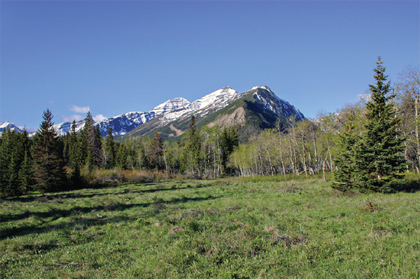 Figure 1. A photo showing the landscape in which we train and test our hummingbirds. Birds typically defend territories that contain both open fields and some wooded areas. In this photo, one bird defended a territory at the far end of the field and a second male defended a territory around the location at which the photograph was taken. Photo by T. A. Hurly.