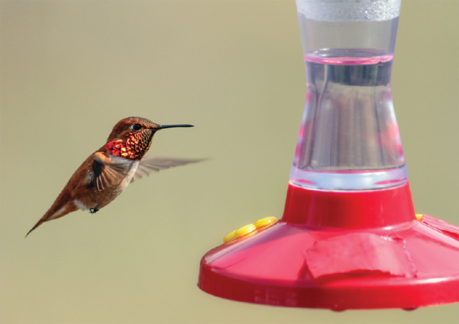 Figure 4. Once they arrive at our field site, the males establish feeding territories centred around feeders we have hung along the valley a week or two before they arrive. Typically the feeders contain 14% sucrose, which is much weaker than the nectar provided by the flowers from which the birds would normally feed. Photo by T. A Hurly.