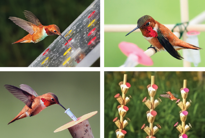 Figure 2. Four examples of the kind of feeding device to which the birds can be readily trained. With these ‘flowers’ we can vary the quantity of sucrose, the number of flowers, their spatial proximity and their visual features. The photograph at the top left is of a board of the kind we use in the context-dependent experiments. The next two photographs show birds about to and feeding from our most commonly-used flower type, a cardboard disc with a central well formed from a syringe tip or cap. The bottom right photograph shows a hummingbird choosing florets on artificial inflorescences. Photos by T. A. Hurly.