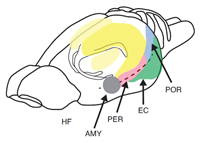 kesner_figure1_small