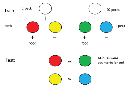 Figure 1. Design of the experiment by Clement et al. (2000), in which one pair of discriminative stimuli followed 20 pecks and the other pair of discriminative stimuli followed a single peck. Following extensive training, when pigeons were given a choice between the two positive stimuli, they preferred the one that followed the greater number of pecks.