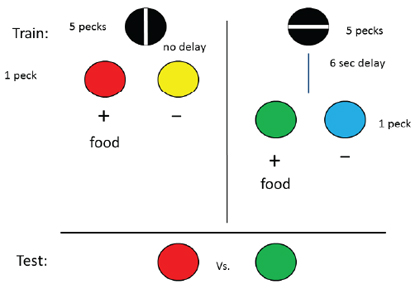 Figure 5. Design of experiment by DiGian et al. (2004, Group Signaled Delay) in which one stimulus signaled the appearance of discriminative stimuli without a delay and the other stimulus signaled the appearance of a different pair of discriminative stimuli with a 6-s delay. Following extensive training, when pigeons were given a choice between the two positive stimuli, they preferred the one that followed the 6-s delay.