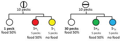 Figure 7. Design of experiment by Clement & Zentall (2002, Exp. 1) to determine the effect of the anticipation of effort (1 vs. 30 pecks). On some trials pigeons were presented with a vertical-line stimulus and 10 pecks would produce either a white stimulus (one peck to the white stimulus would produce reinforcement) or a choice between two colors (choice of the correct stimulus would be reinforced). On other trials pigeons were presented with a horizontal-line stimulus and 10 pecks would produce either a white stimulus (30 pecks to the white stimulus would produce reinforcement) or a choice between two other colors (choice of the correct stimulus would be reinforced). On probe trials, when given a choice between the two correct colors, the pigeons preferred the color associated with the horizontal-line stimulus (the correct stimulus that on other horizontal-line trials would have required 30 pecks to receive reinforcement).