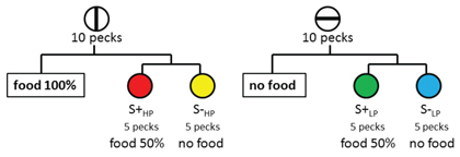 Figure 8. Design of experiment by Clement & Zentall (2002, Exp. 2) to determine the effect of the anticipation of the absence of reinforcement. On some trials pigeons were presented with a vertical-line stimulus and 10 pecks would produce either reinforcement or a choice between two colors (choice of the correct stimulus would be reinforced 50% of the time). On other trials pigeons were presented with a horizontal-line stimulus and 10 pecks would produce either the absence of reinforcement or a choice between two other colors (choice of the correct stimulus would be reinforced 50% of the time). On probe trials, when given a choice between the two correct colors, the pigeons preferred the color associated with the horizontal-line stimulus (the correct stimulus that on other horizontal-line trials would have produced the absence of reinforcement).