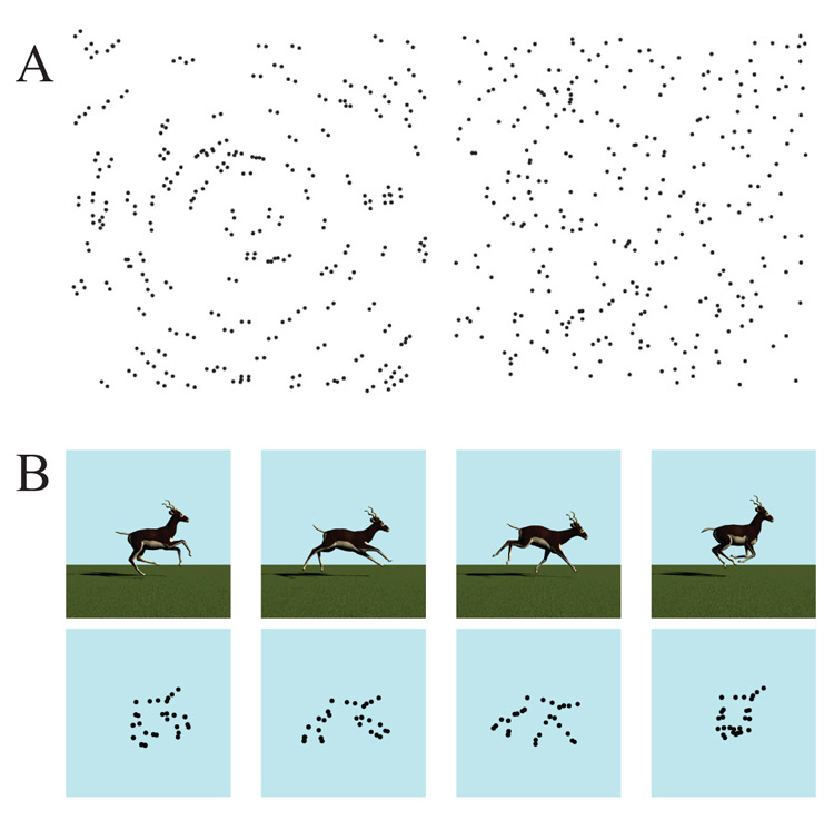 Figure 3. Examples of stimuli from experiments on dot-based perceptual grouping. Panel A depicts a Glass pattern (left) and a random pattern in the style of Kelly et al. (2001; right). Panel B depicts a subset of frames from a fully-rendered, background-included sequence of an animal running with the corresponding biological-motion pattern below it (Qadri, Asen, et al., 2014).