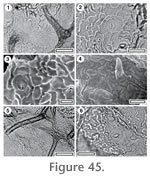 Figure 45.